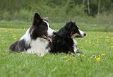 BORDER COLLIE 969